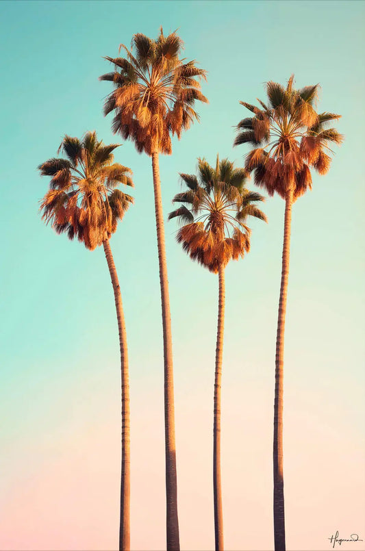 Dreamy Hollywood Palm Trees