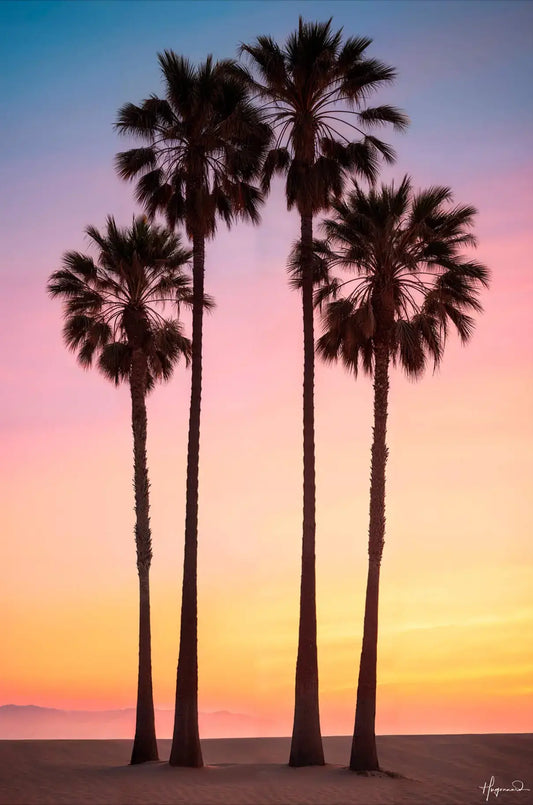 Beach Sunset Palms