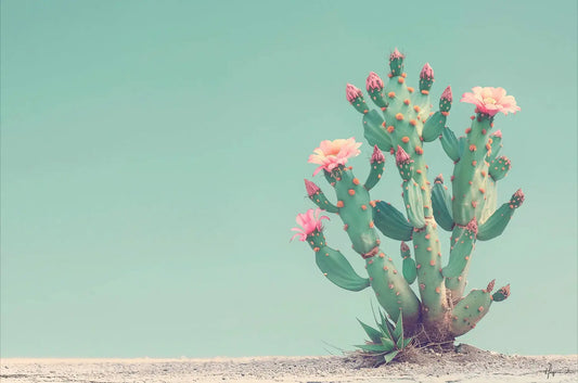 Cactus Flowers