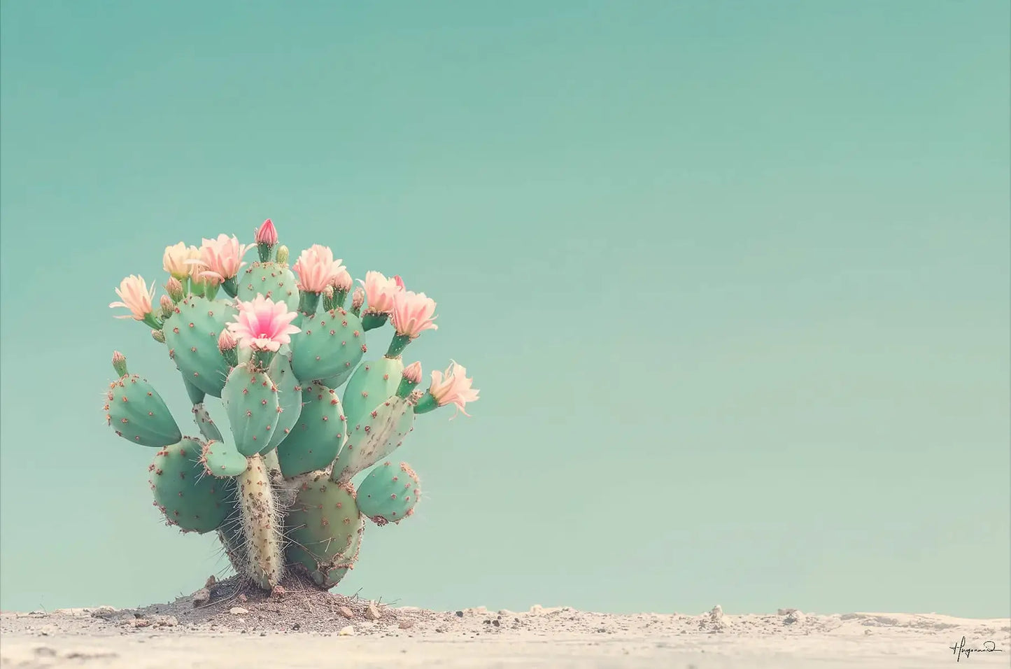 Cactus Flowers II
