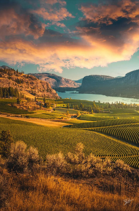 Vineyards of Color