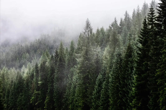 Misty Mountain Top