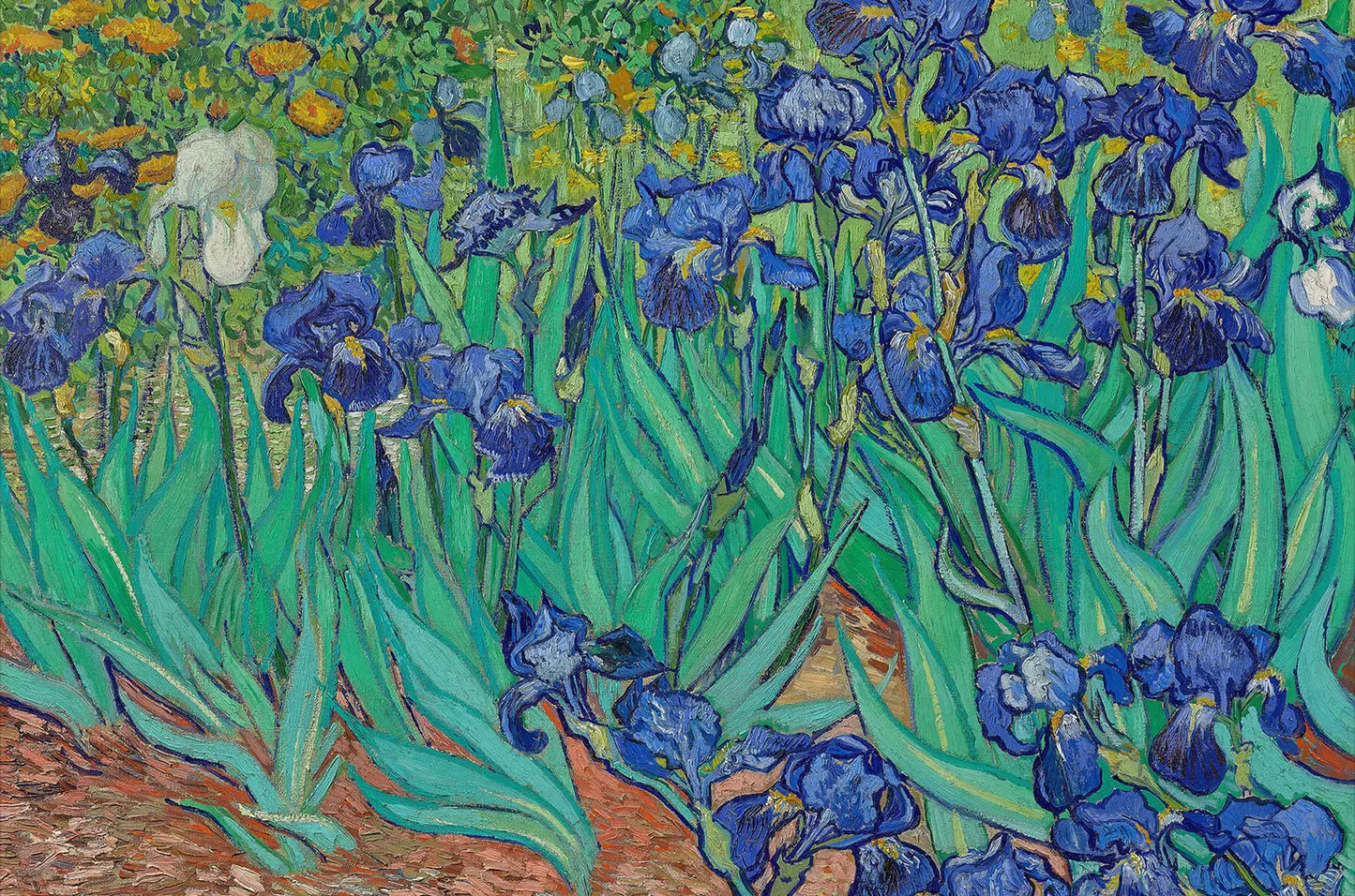 Field of Irises