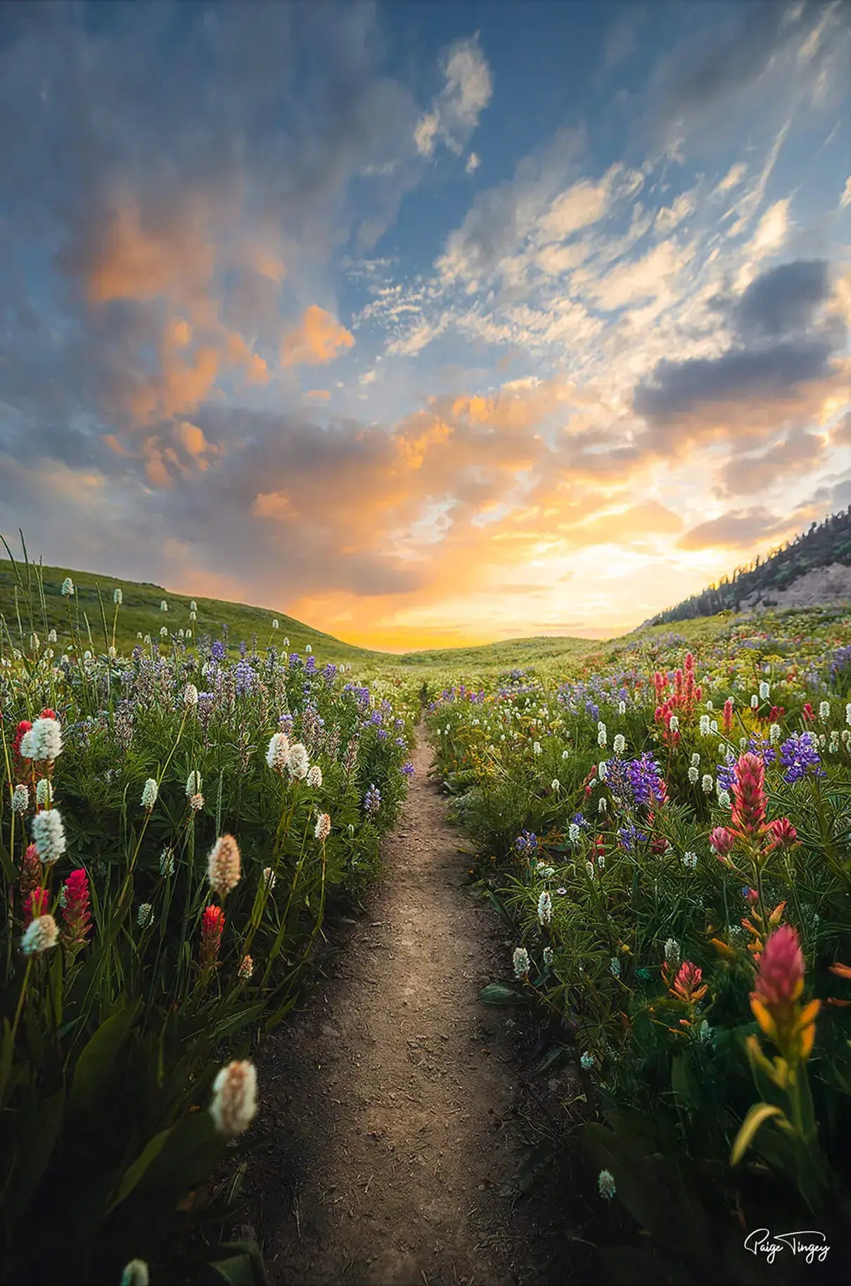 Meadow Sunrise