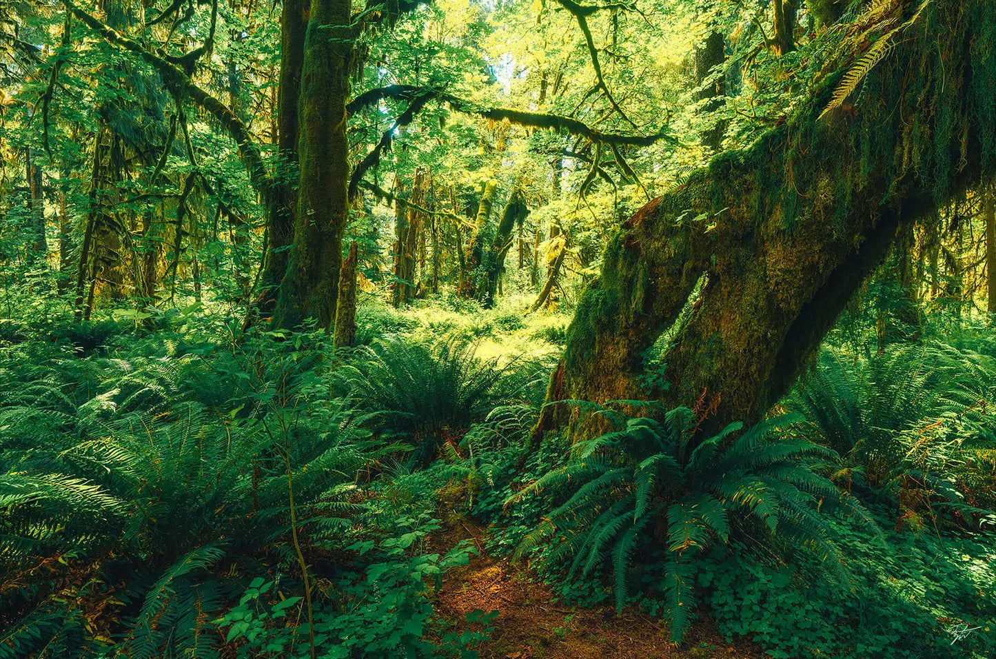 The Ancient Grove