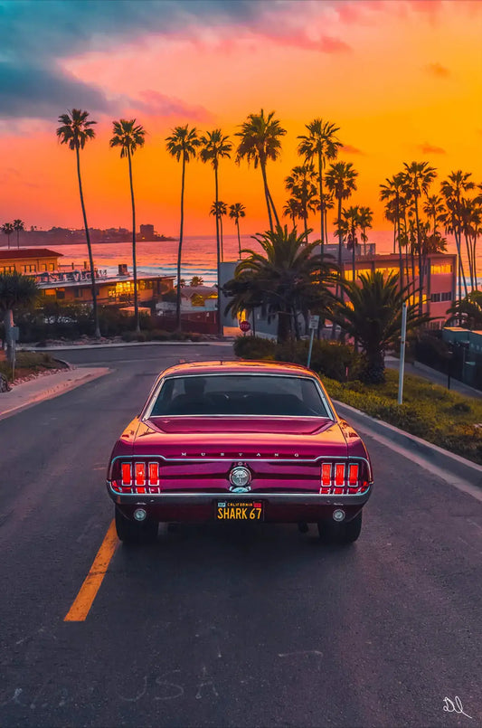 Shark 67