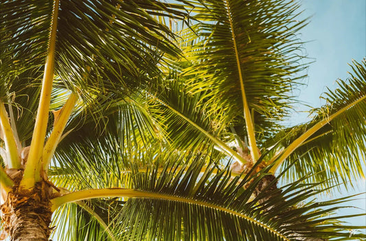 Hawaii Palm
