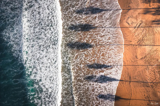 Palm Shadows