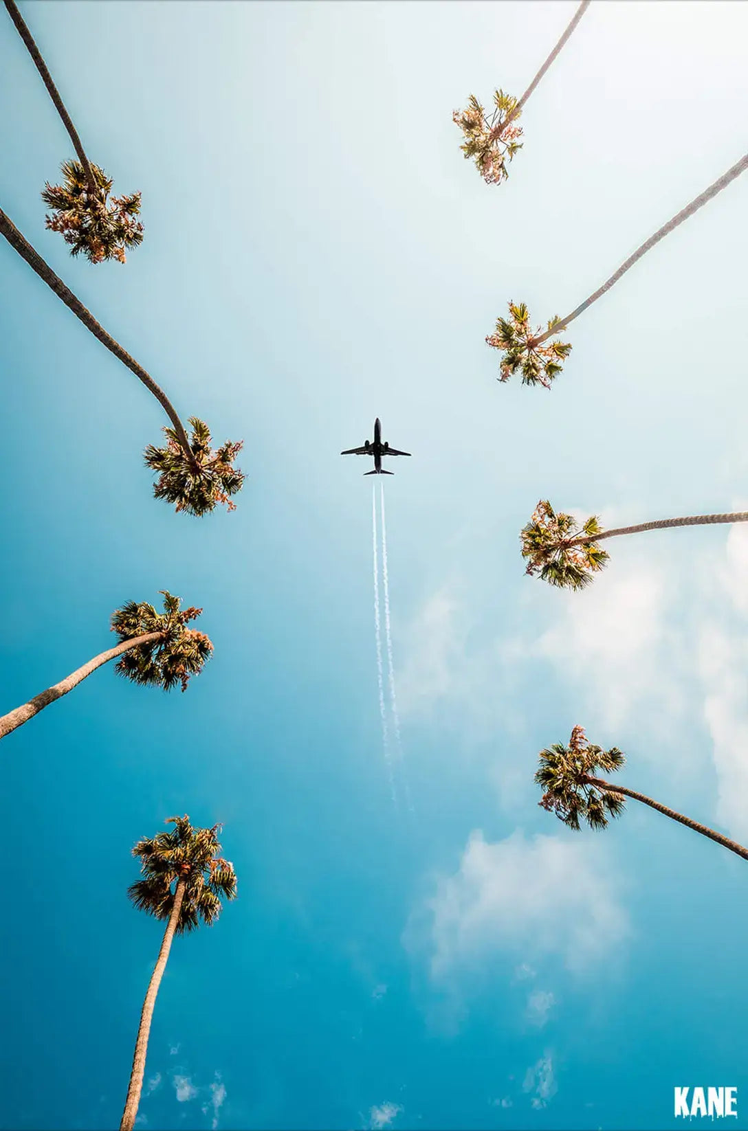 Palm Trees