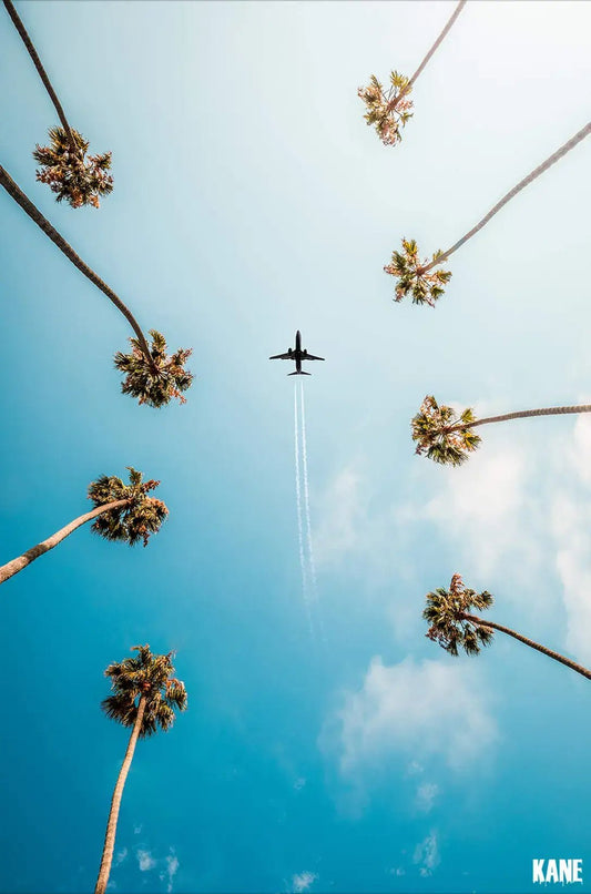 Palm Trees
