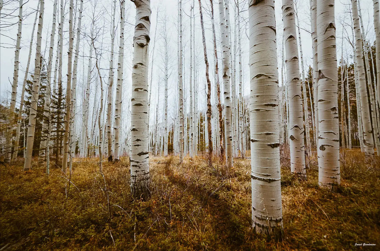 Aspen Grove