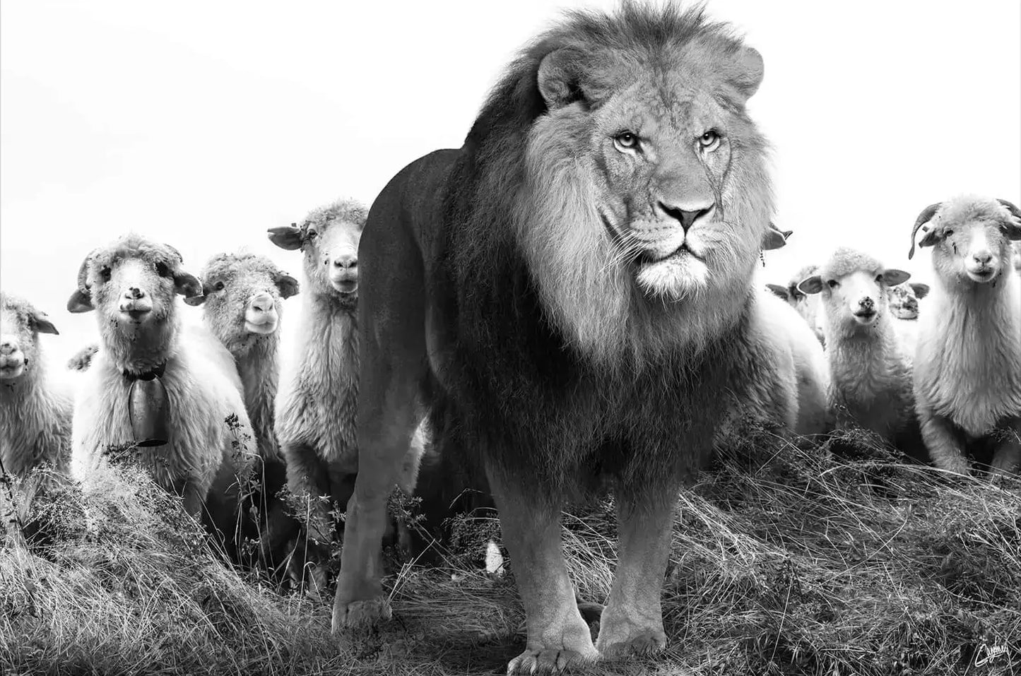 Lion and Sheep