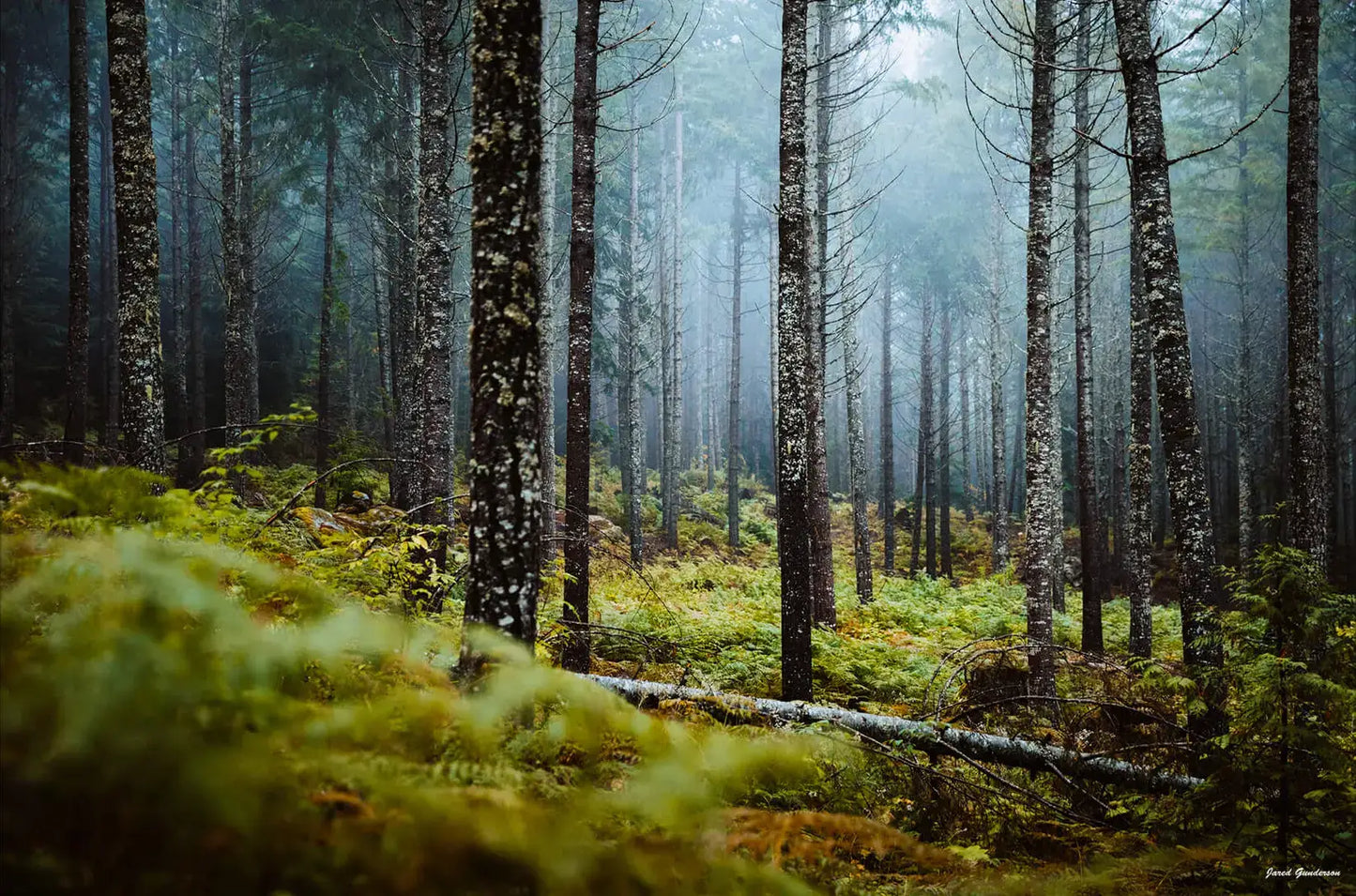 Wooded Escape