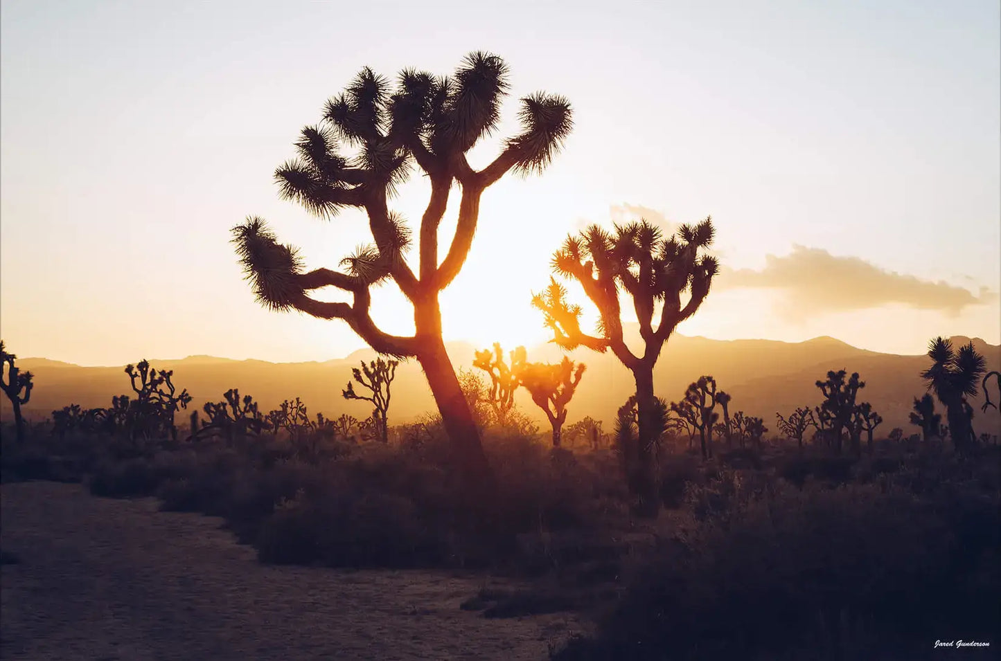 Desert Sunrise