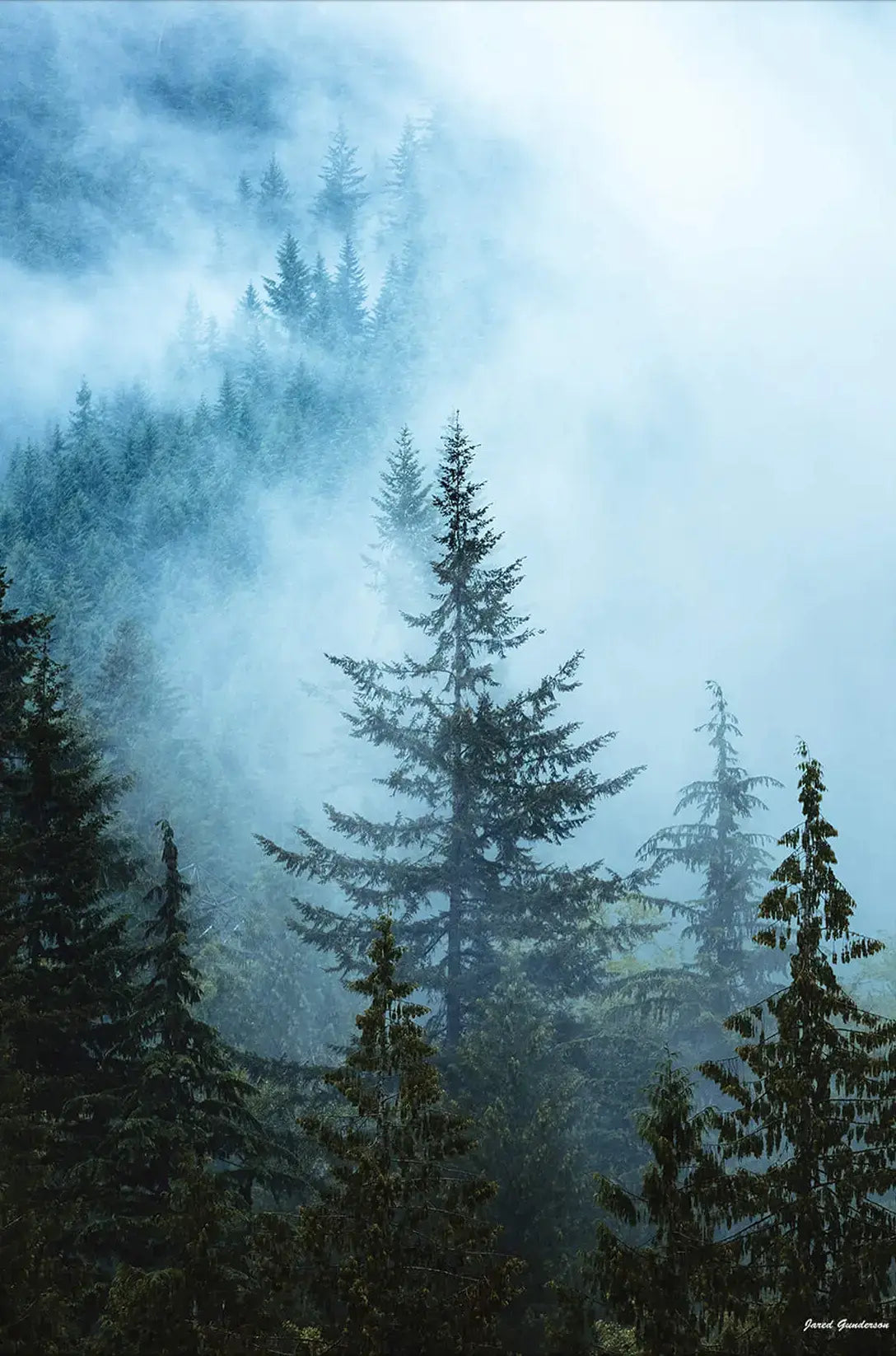 Hazy Treetops