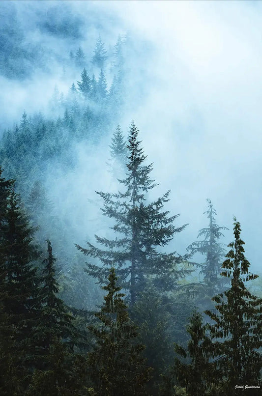 Hazy Treetops