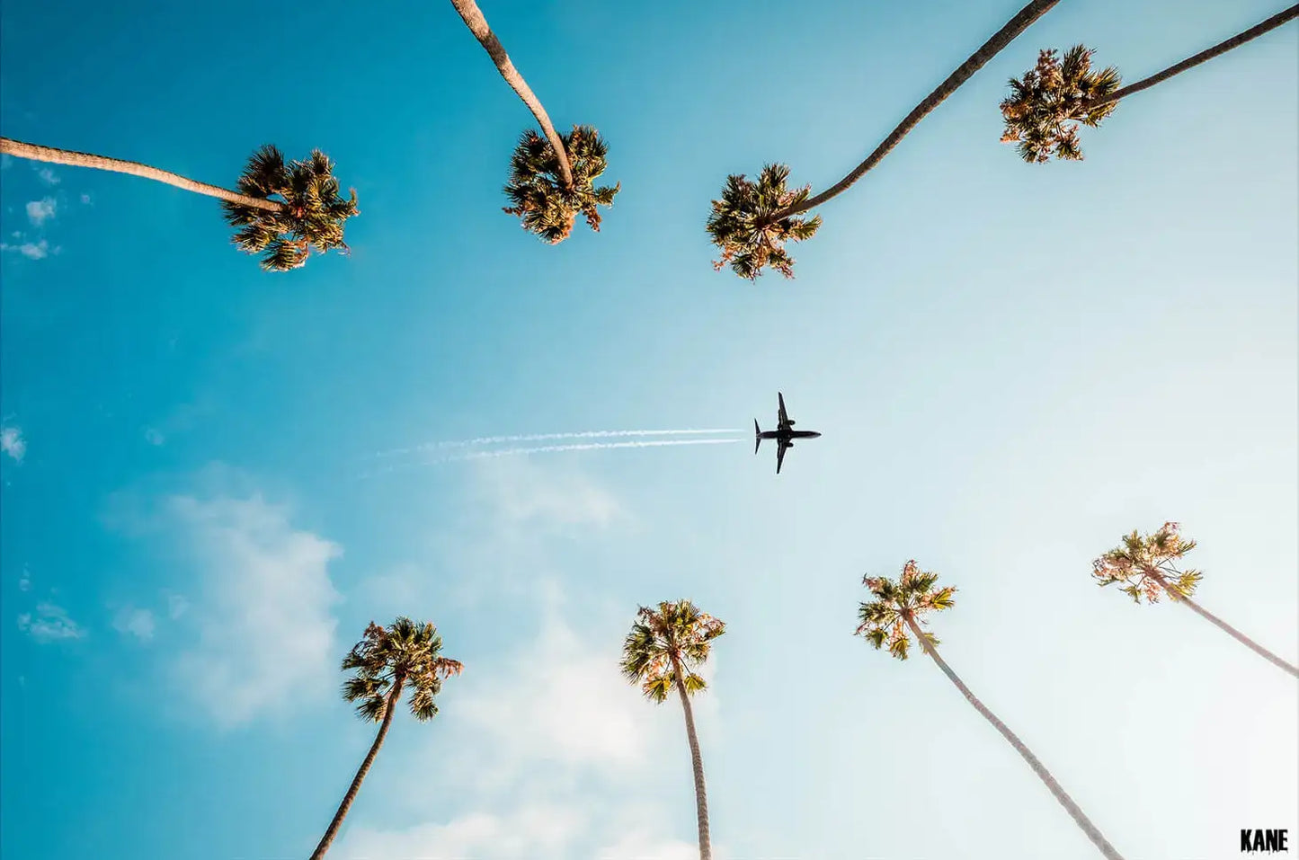 Palm Flight