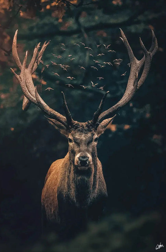 Moody Deer