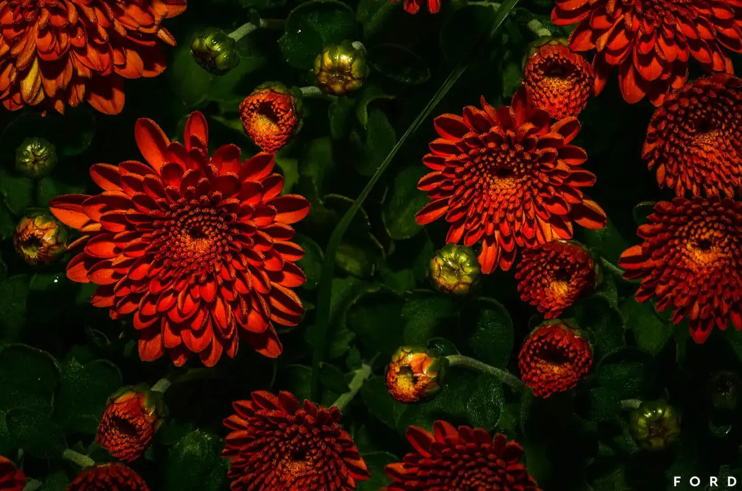 Moonlight Mums