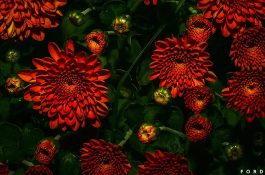 Moonlight Mums