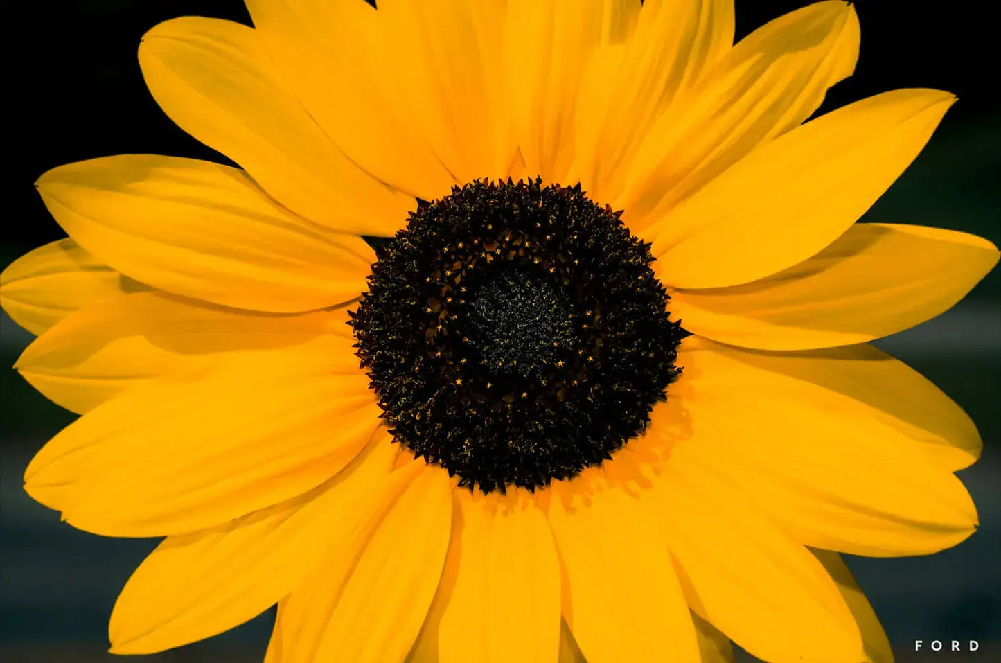 Sunflower Power