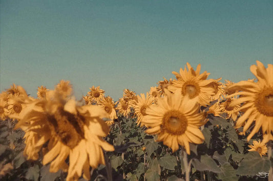 Sunflowers
