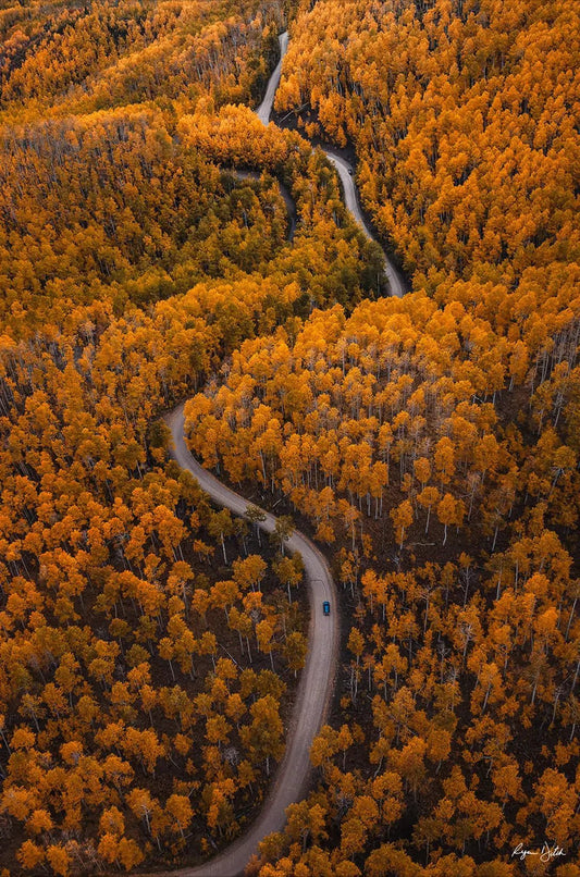 Autumn Drives