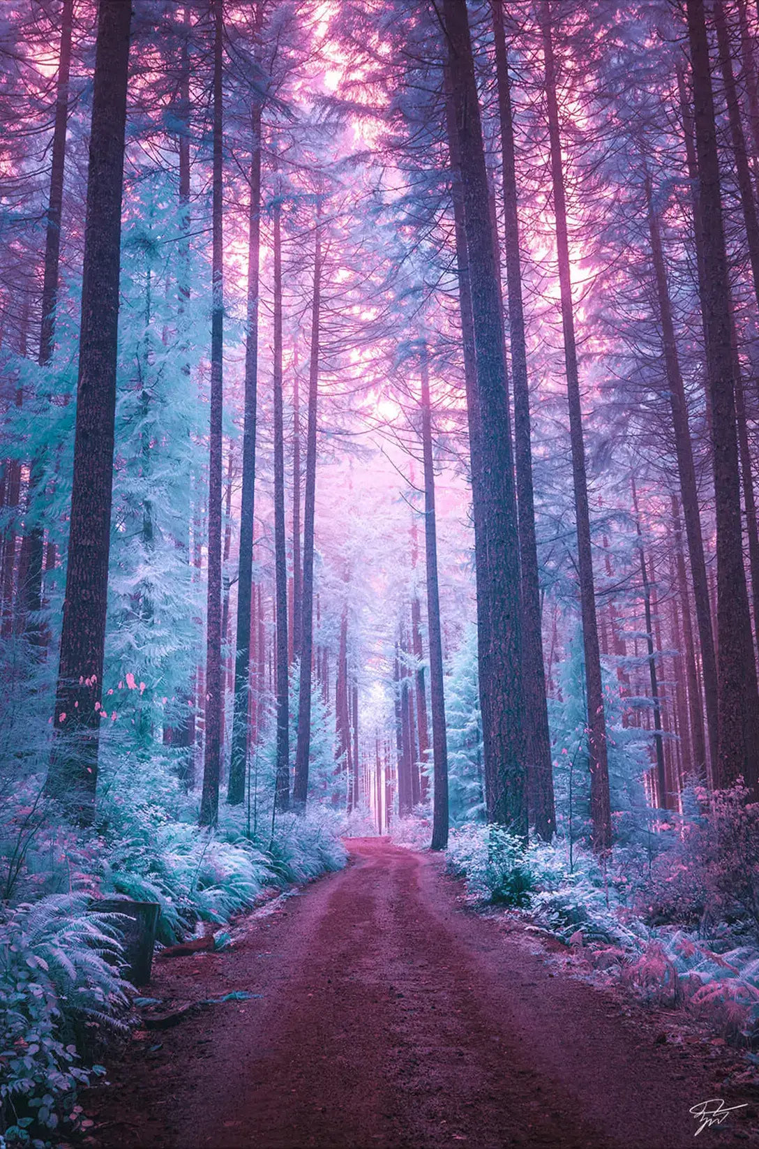 The Forest of Ice