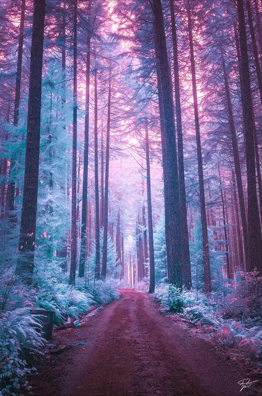 The Forest of Ice