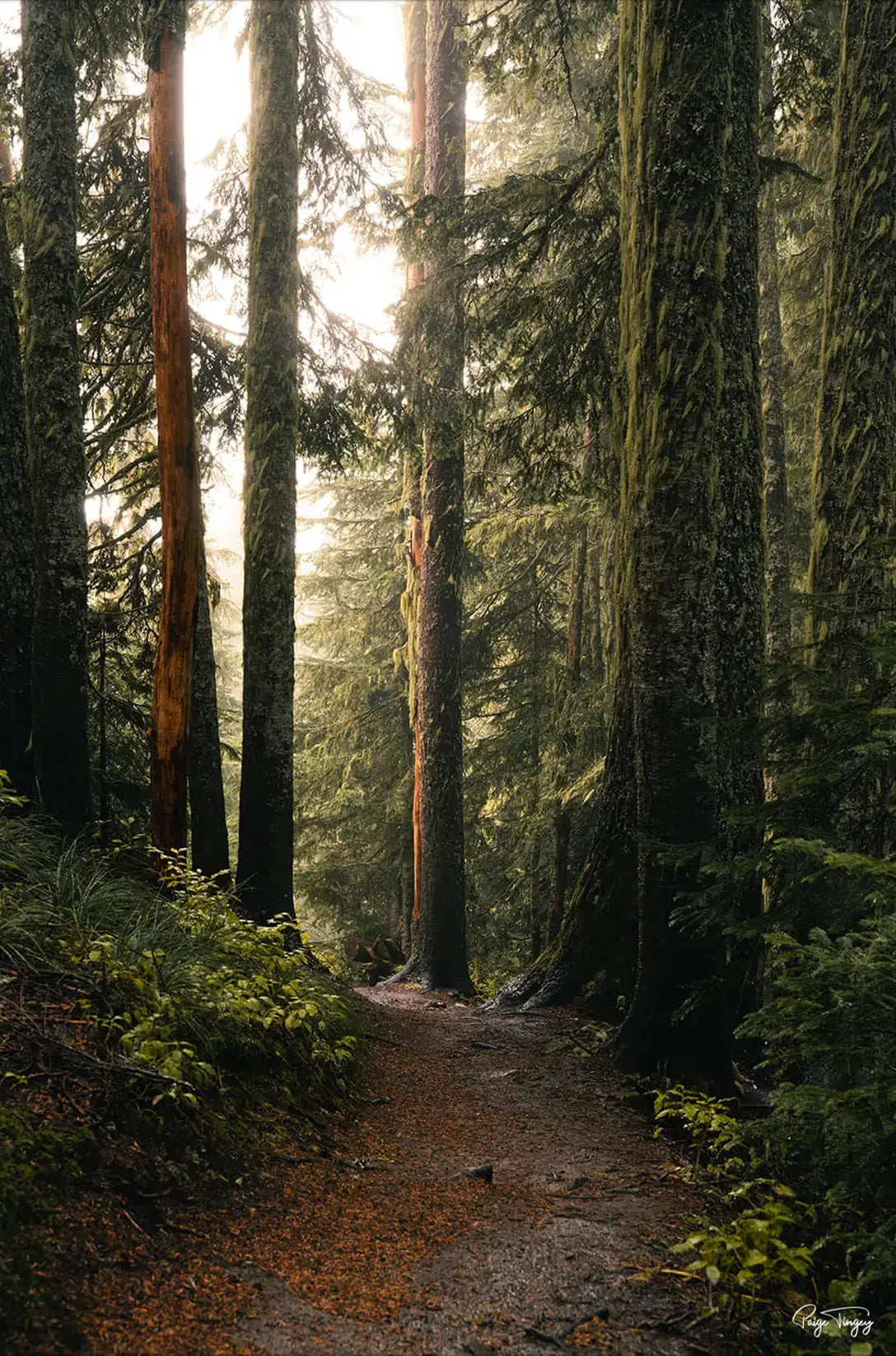 Morning Stroll
