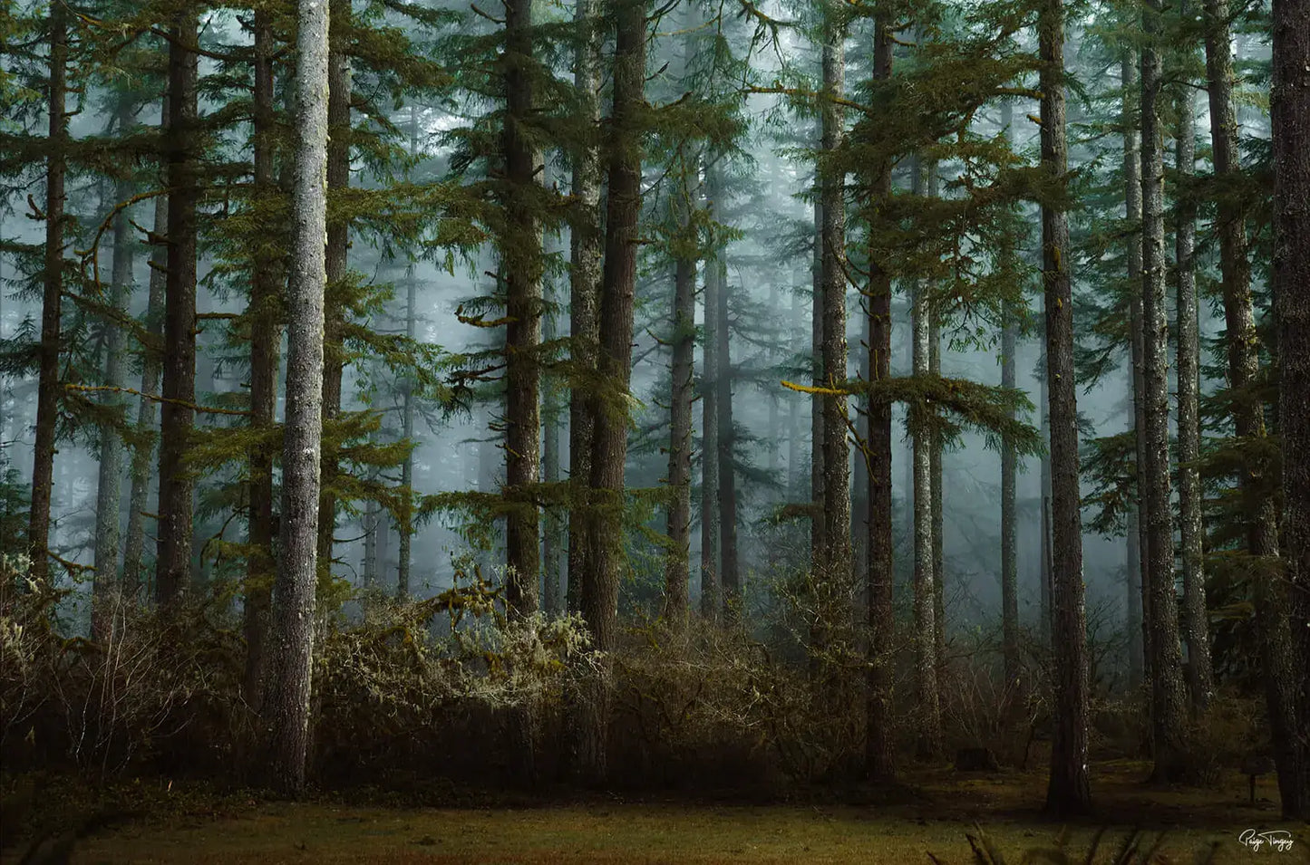Moody Woods