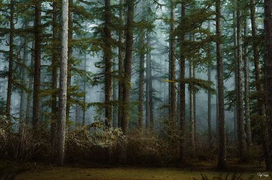 Moody Woods