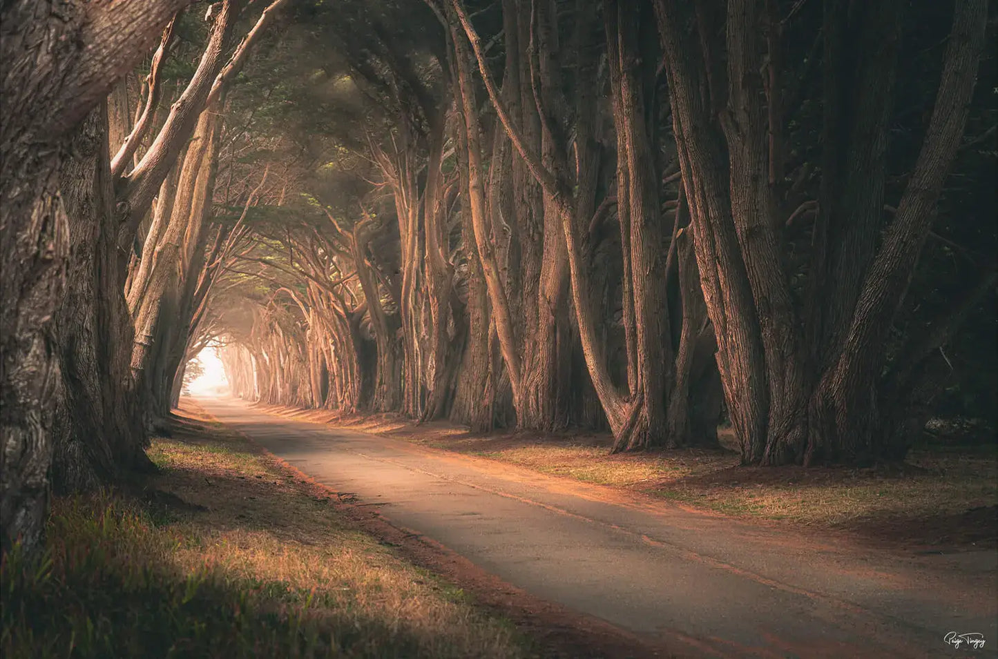 Tree Tunnel