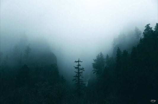 Winter Forest Fog
