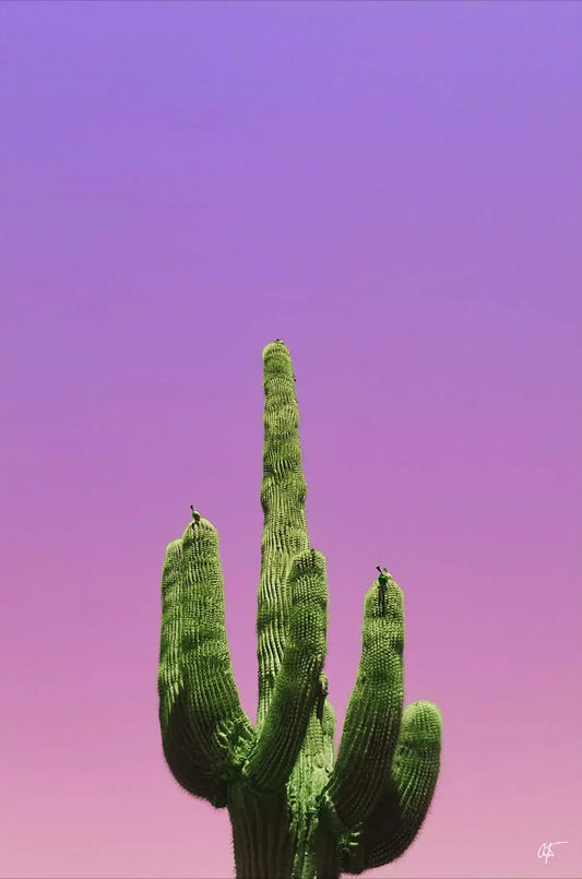 Cactus