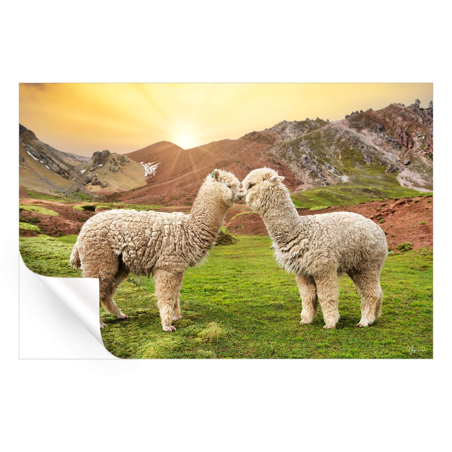 Alpaca Love