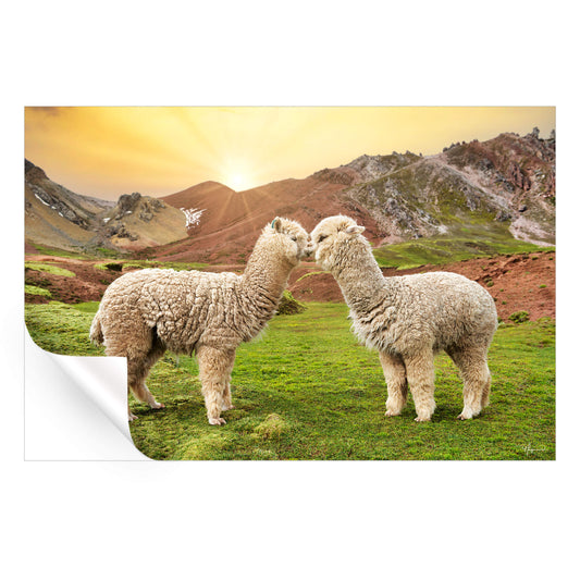 Alpaca Love