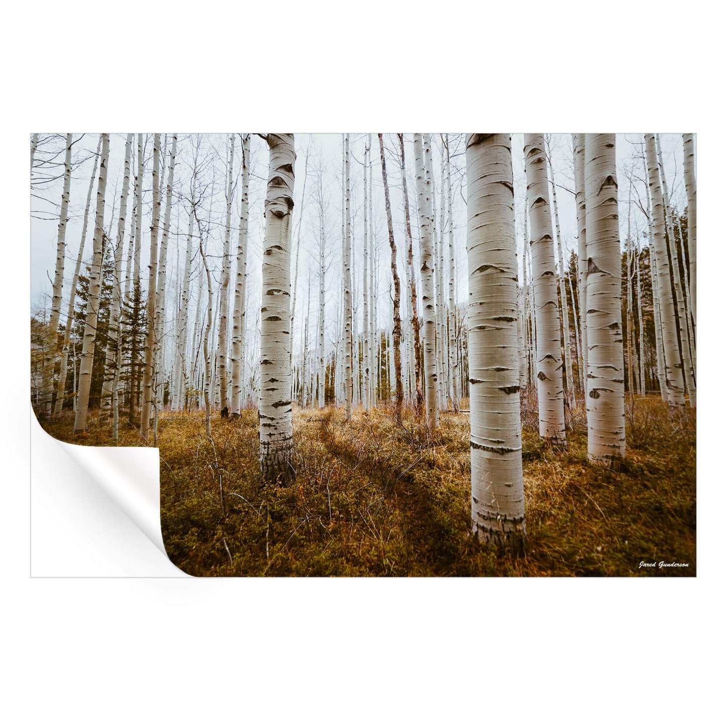 Aspen Grove