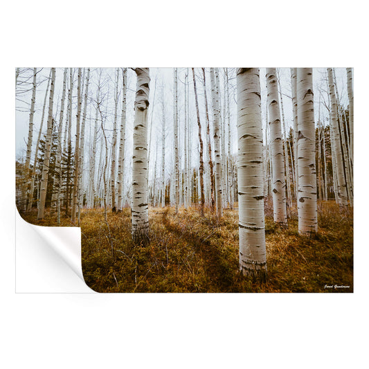 Aspen Grove