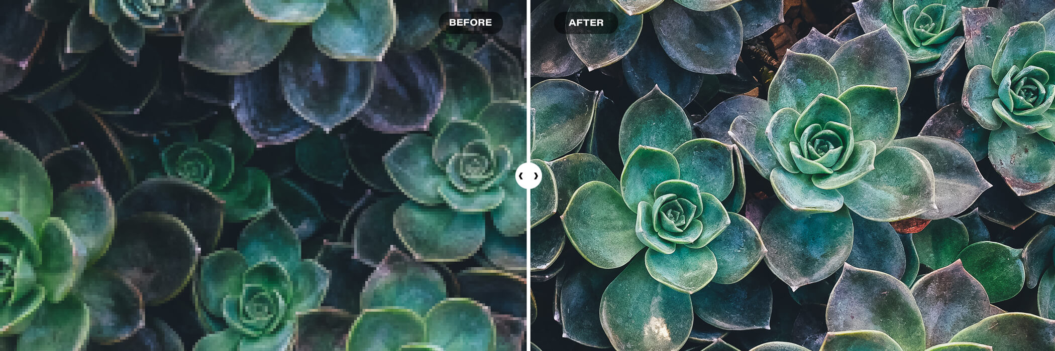 Split screen left half showing blurry close up photo of succulents as "before" and right half showing clear close up photo of succlents as "after" demonstrating the power of AI editing. Text over reads "Editing Hacks to Fix Blurry Photos."