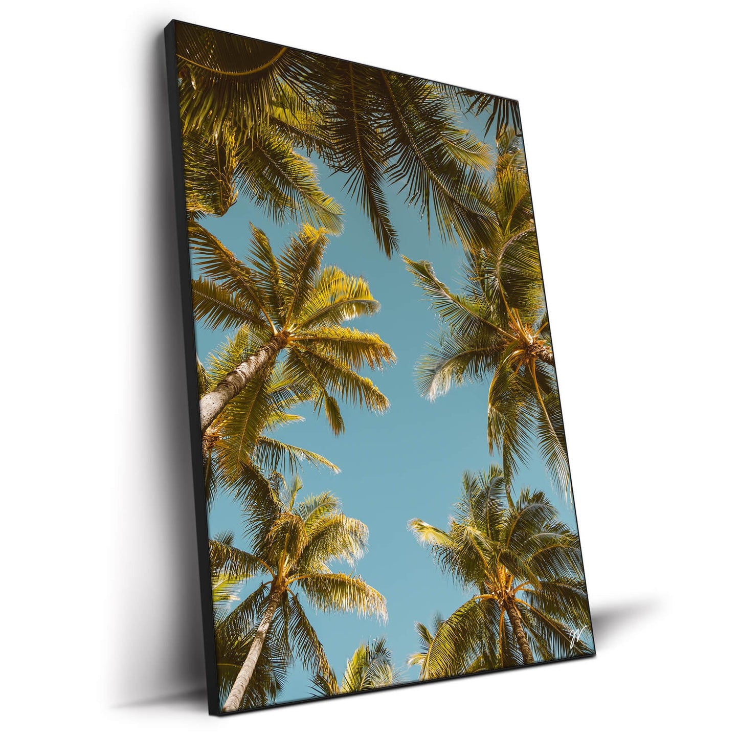 Palm Tree Sky