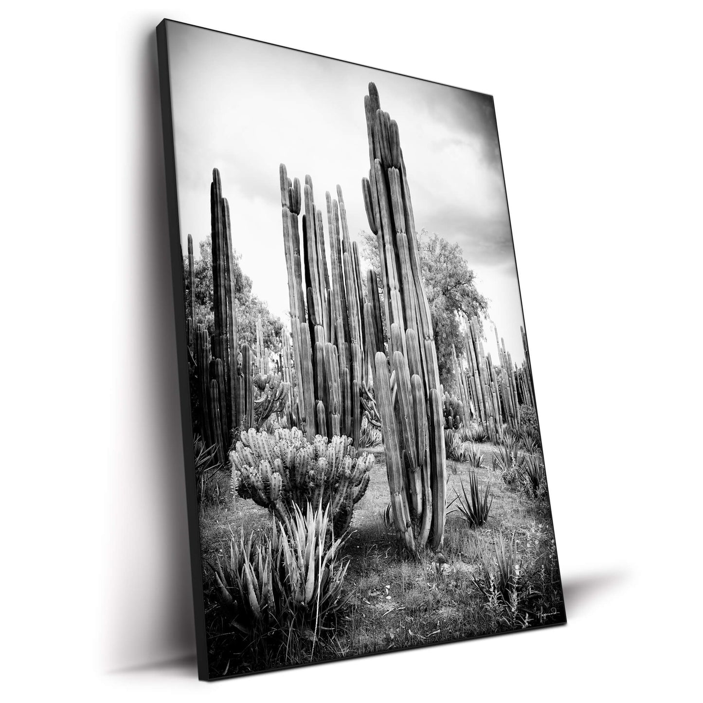 Mexican Cactus