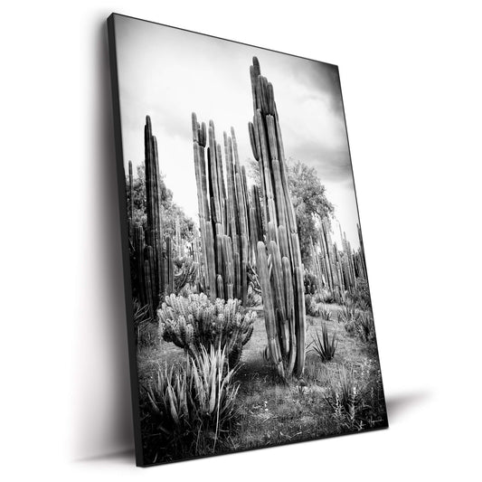 Mexican Cactus