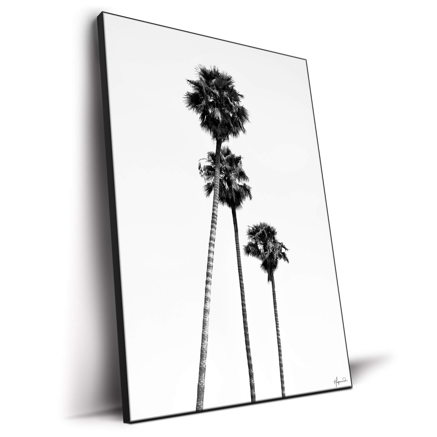 SoCal Palm Trees