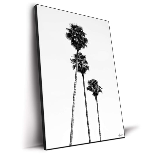 SoCal Palm Trees