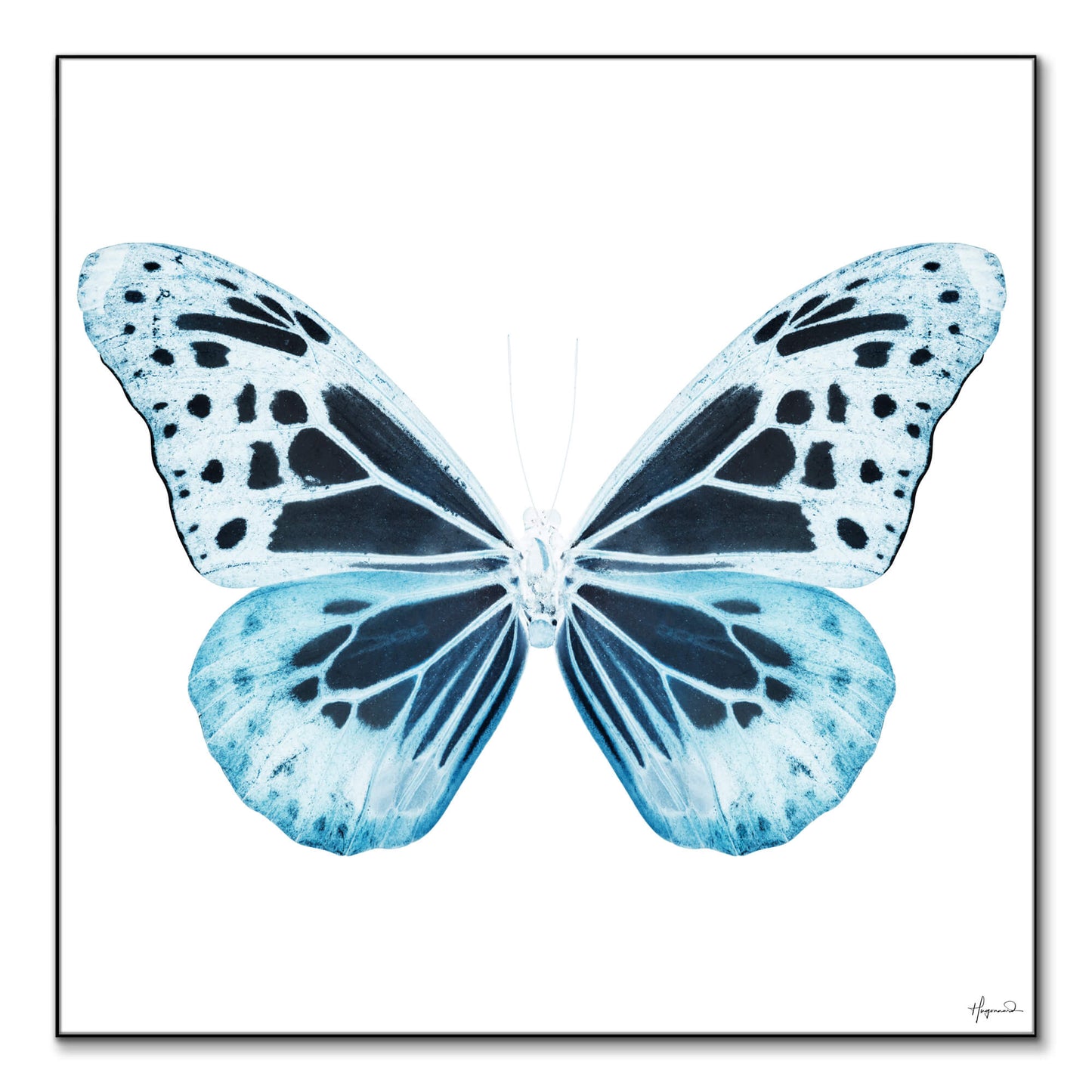 Miss Butterfly Melaneus