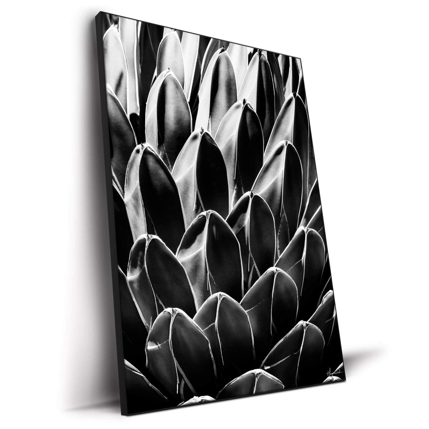 Queen Victoria Agave