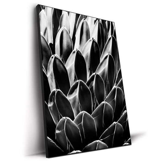 Queen Victoria Agave