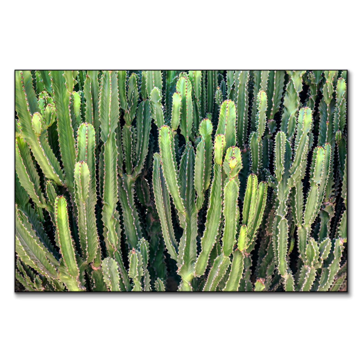 Cactus Wall