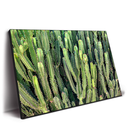 Cactus Wall